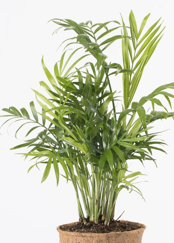 Chamaedorea Elegans “Parlour Palm” 79 Planteria group