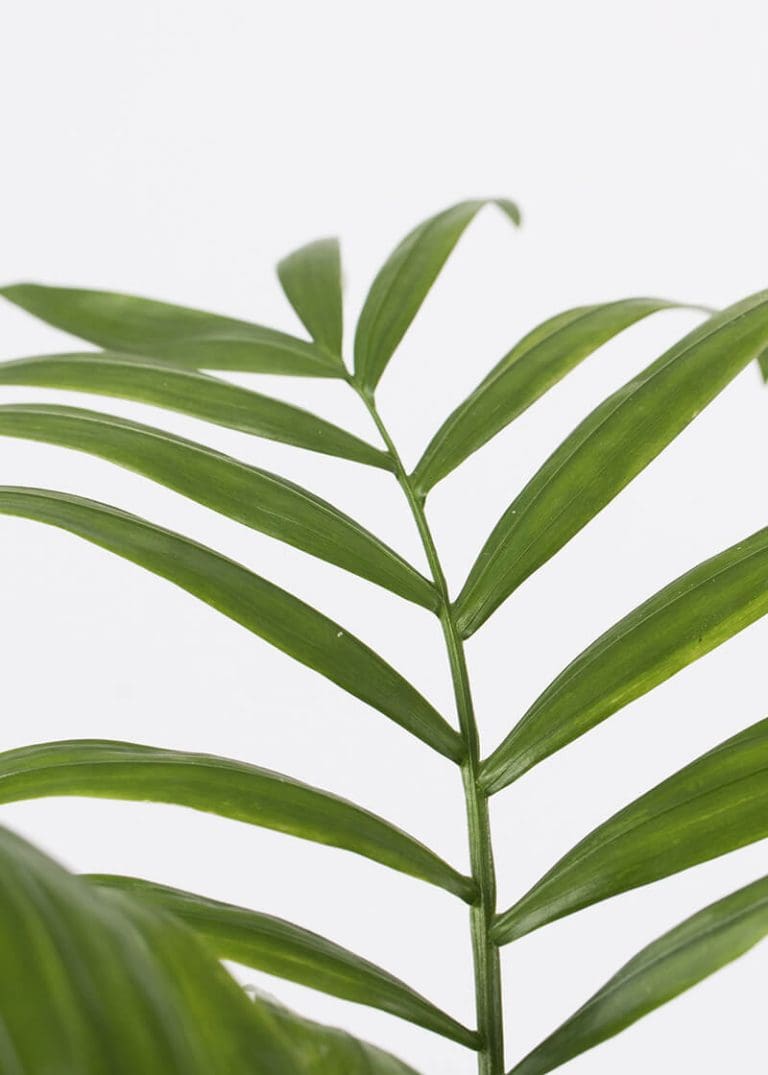 Planteria group