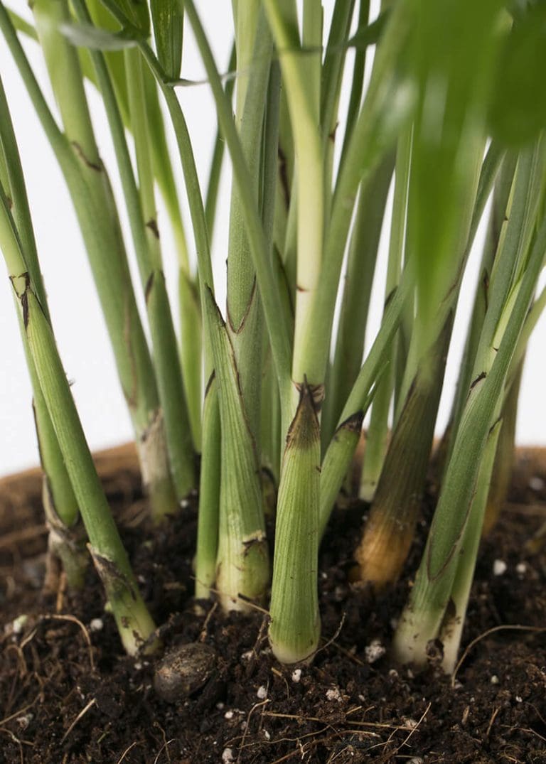 Planteria group