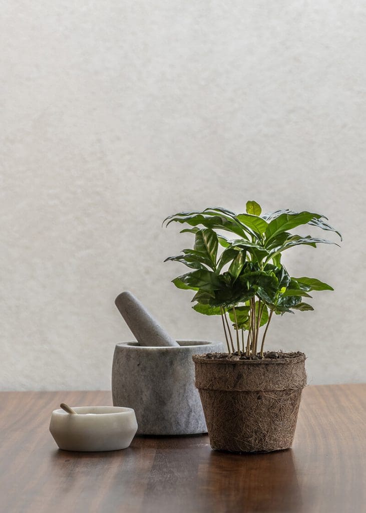 Coffea Arabica “Coffee Plant” 25 Planteria group