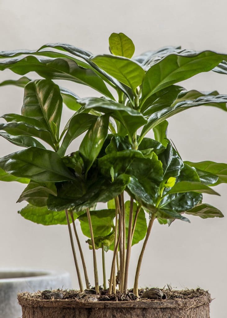 Coffea Arabica “Coffee Plant” 29 Planteria group