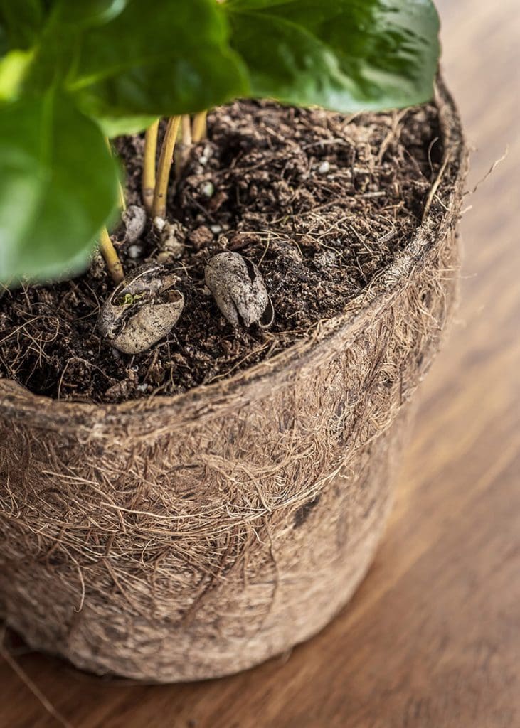 Coffea Arabica “Coffee Plant” 26 Planteria group