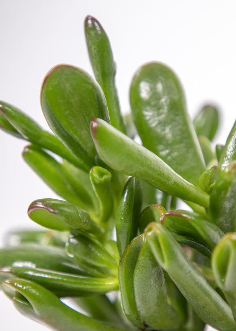 Planteria group
