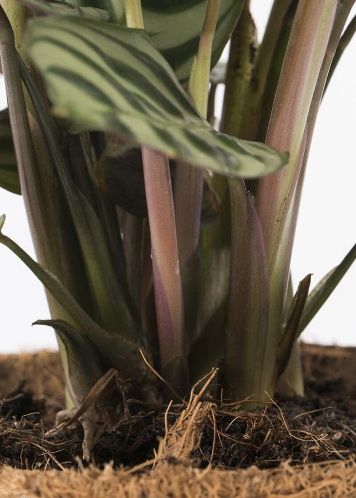 Planteria group