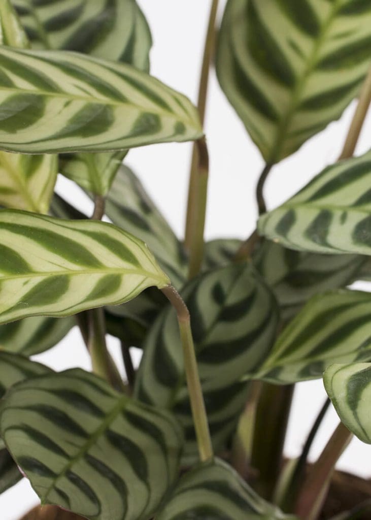 Planteria group