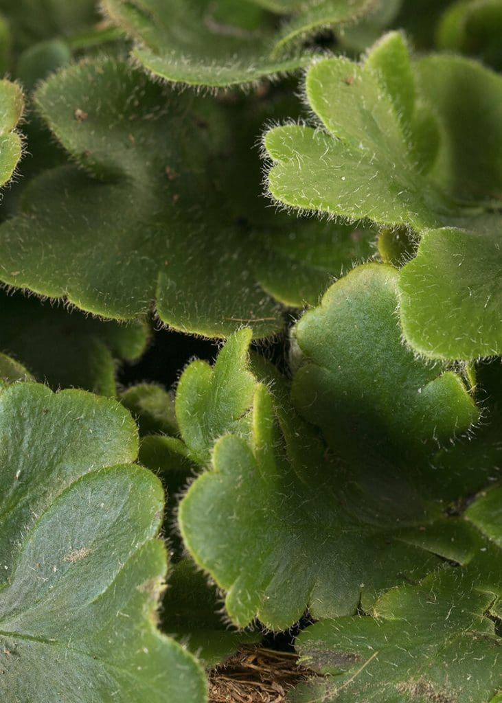 Planteria group