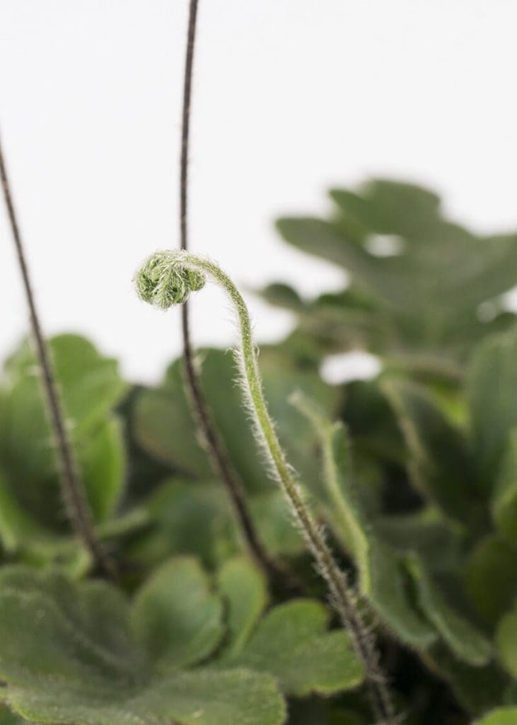 Planteria group