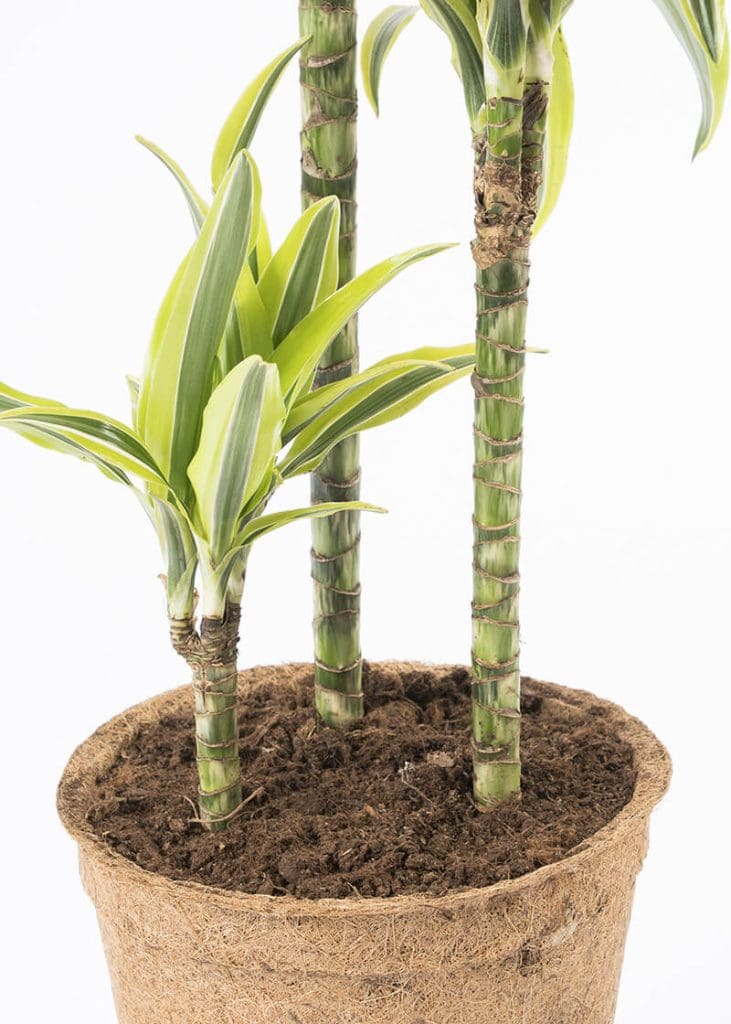 Planteria group