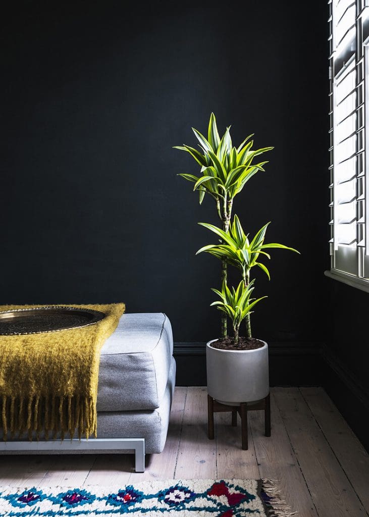 Planteria group