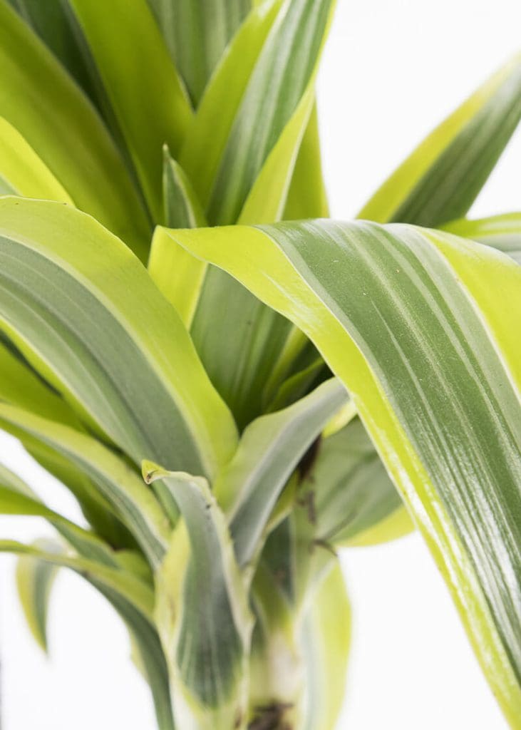 Planteria group
