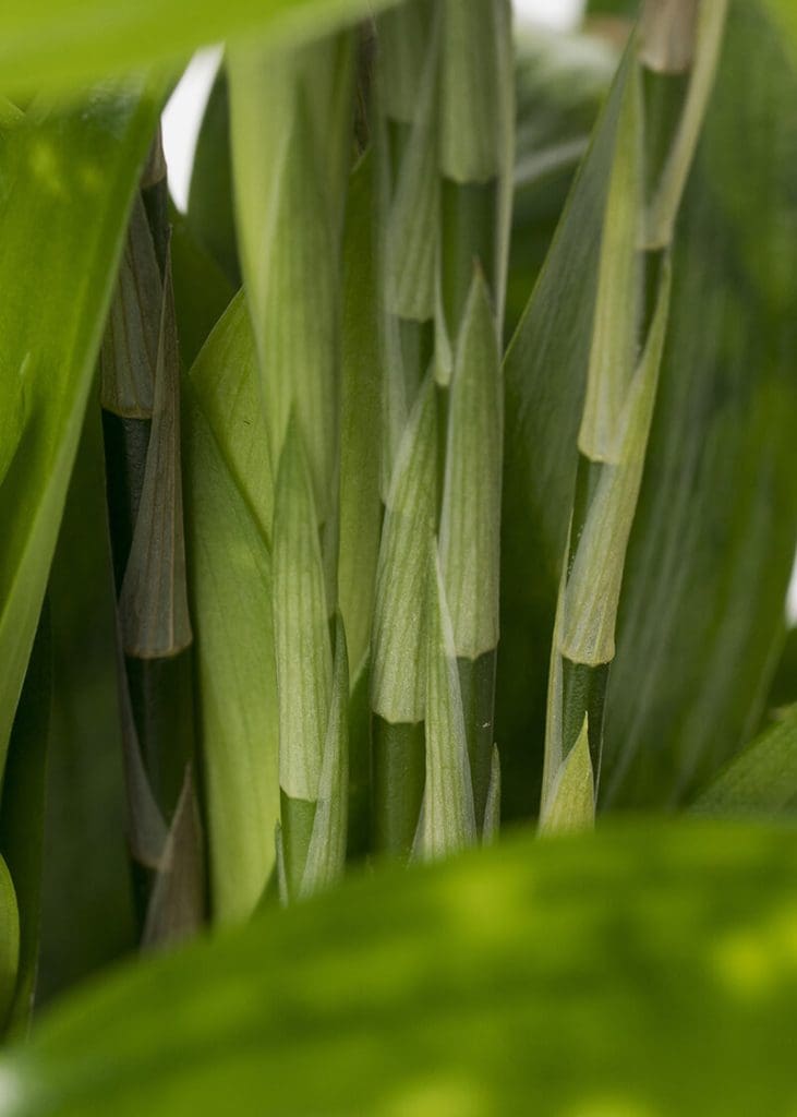 Planteria group