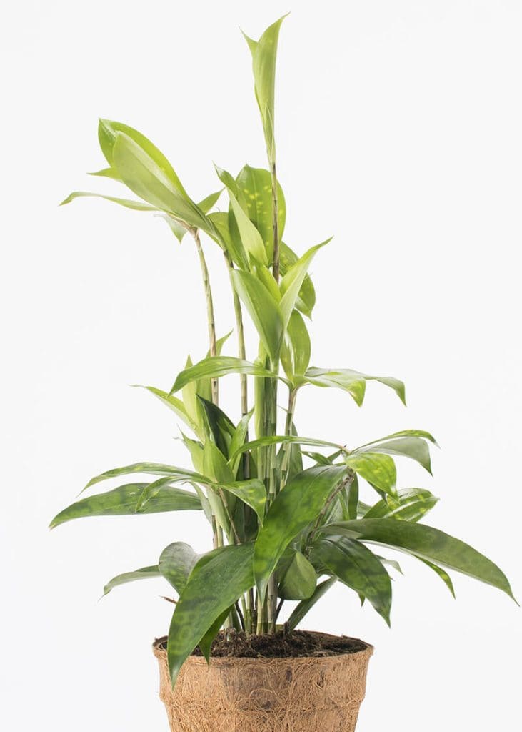 Planteria group