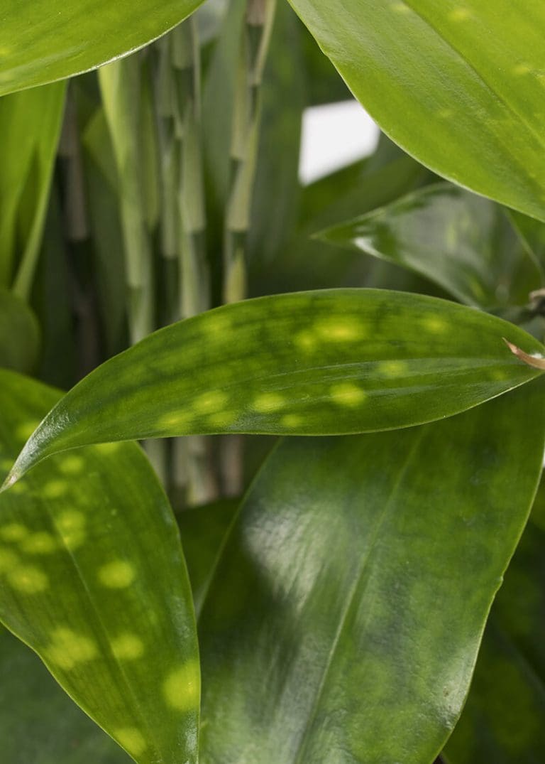Planteria group