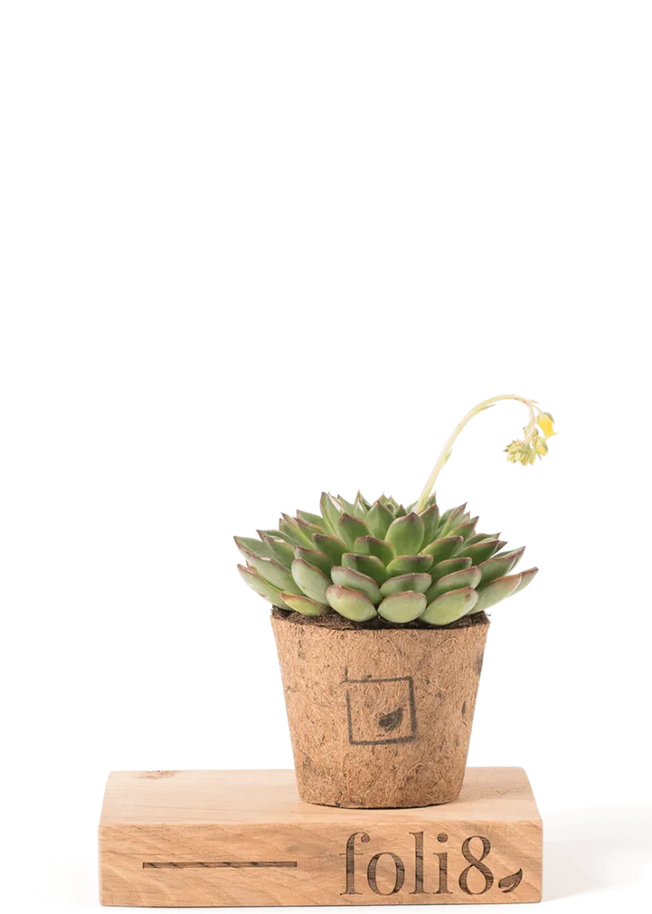 Echeveria “Lipstick” 19 Planteria group