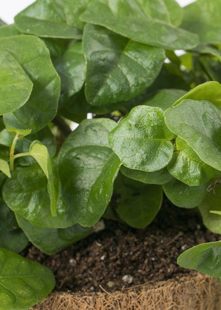 Planteria group