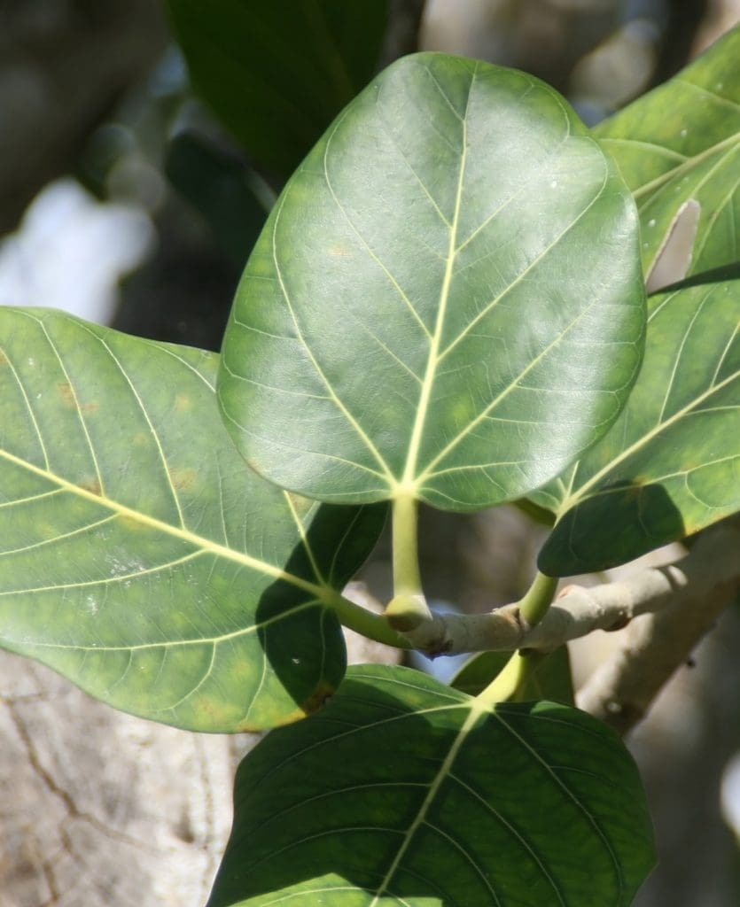 Ficus Benghalensis 24 Planteria group