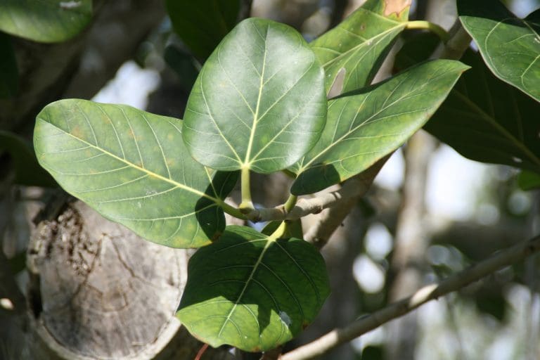 Planteria group