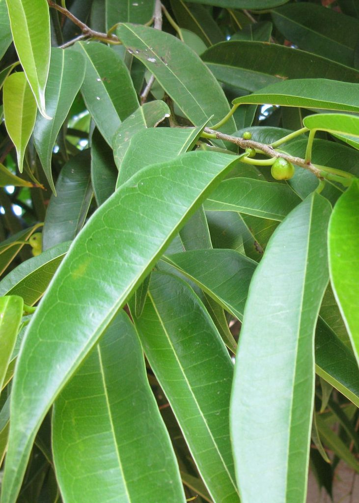 Ficus "Amstel King" 23 Planteria group