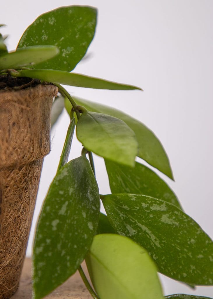Hoya Carnosa “Wax Plant” 22 Planteria group