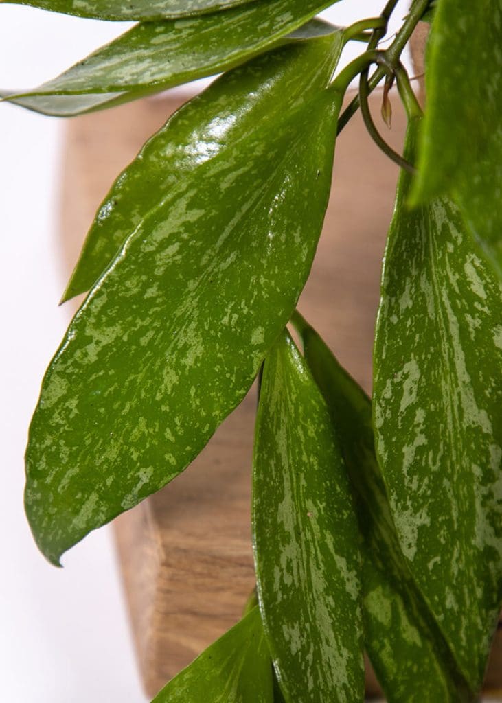 Hoya Carnosa “Wax Plant” 23 Planteria group
