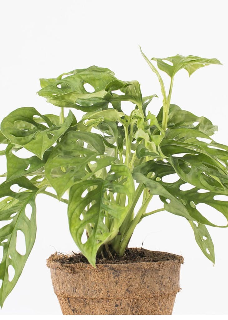 Planteria group