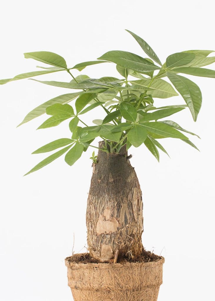 Planteria group