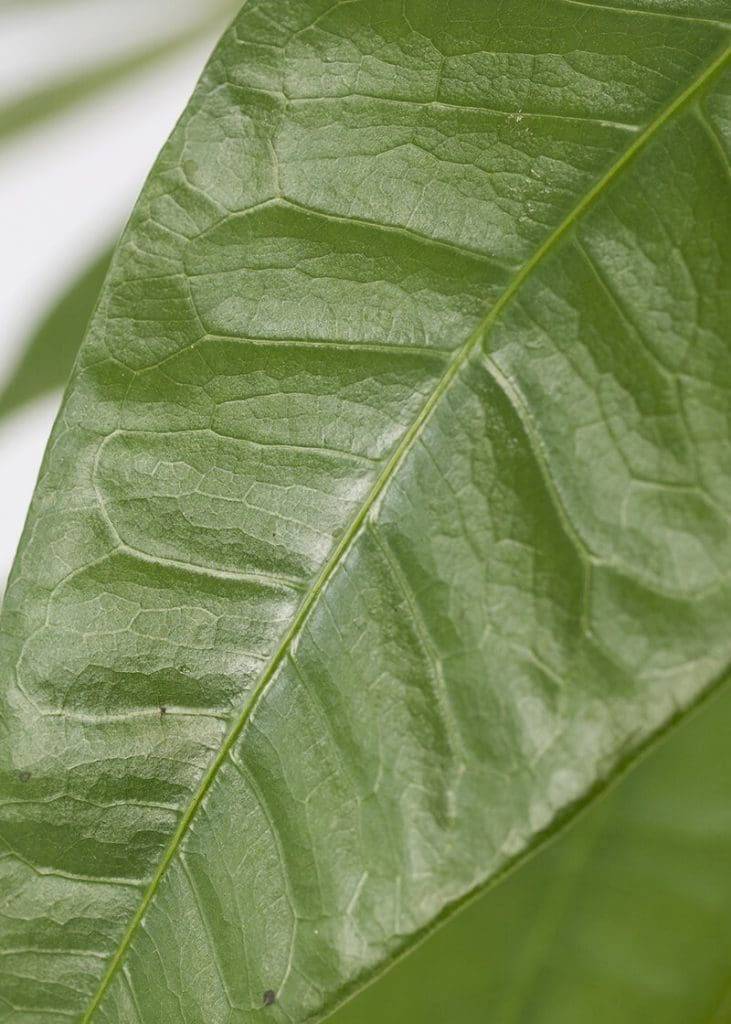 Planteria group