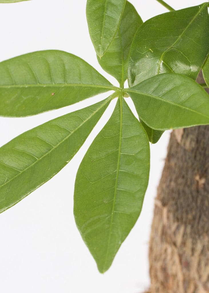 Planteria group