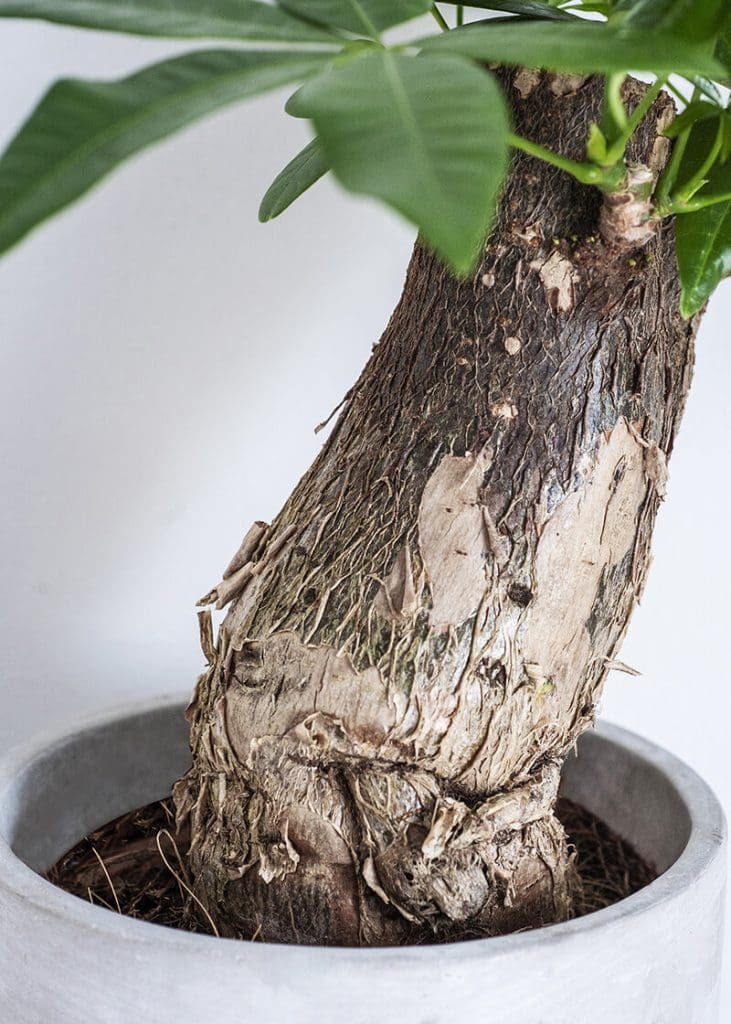 Planteria group