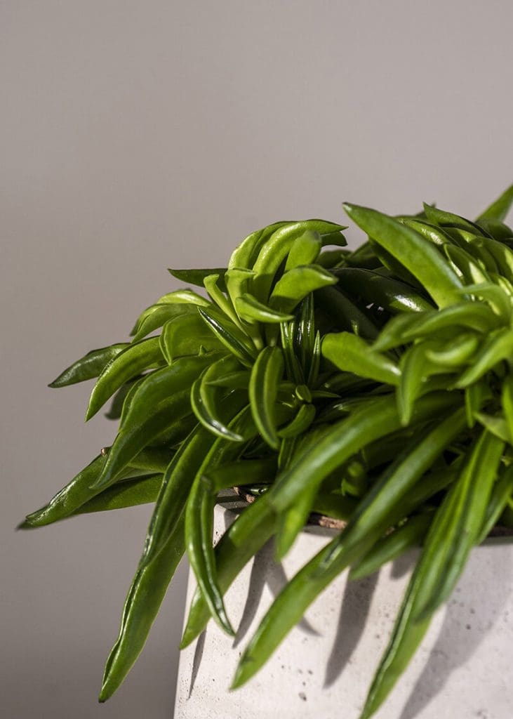 Planteria group