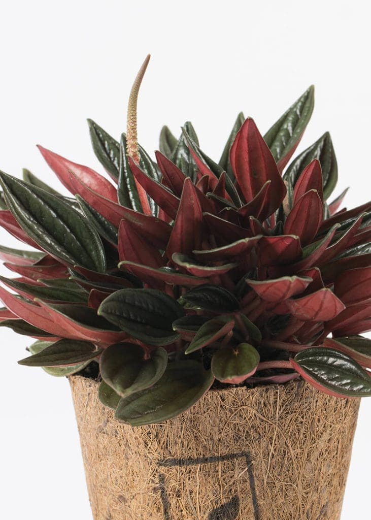 Planteria group