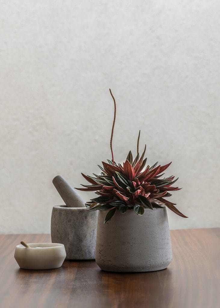 Planteria group