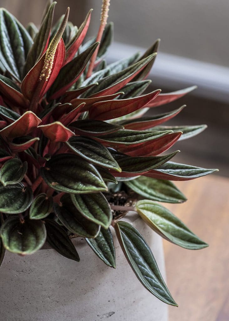 Planteria group