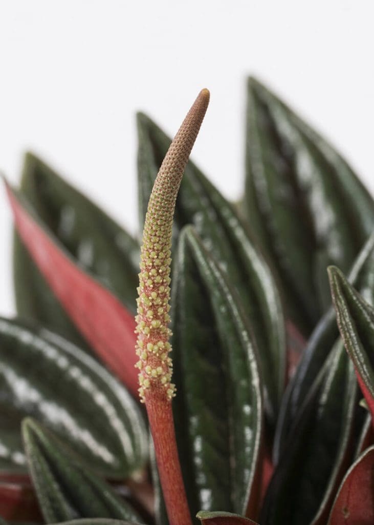 Planteria group