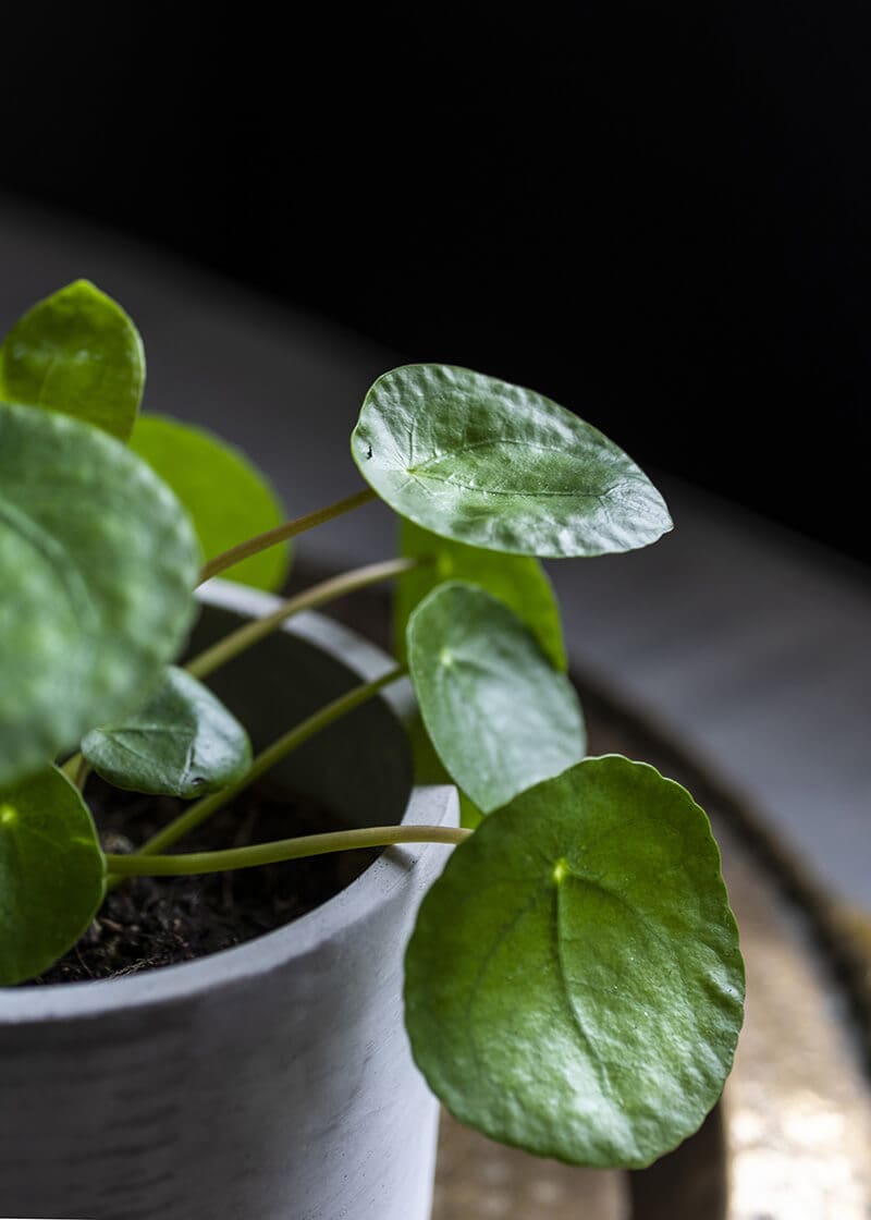 Pilea Peperomioides Chinese Money Plant | Planteria Group