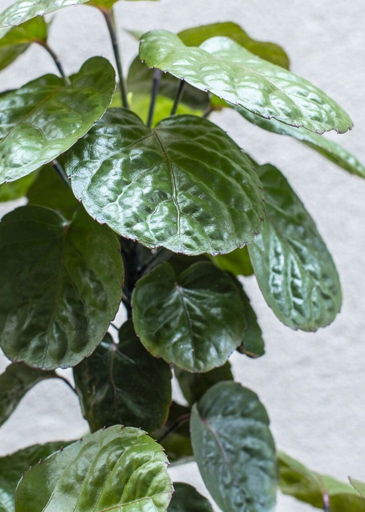 Planteria group