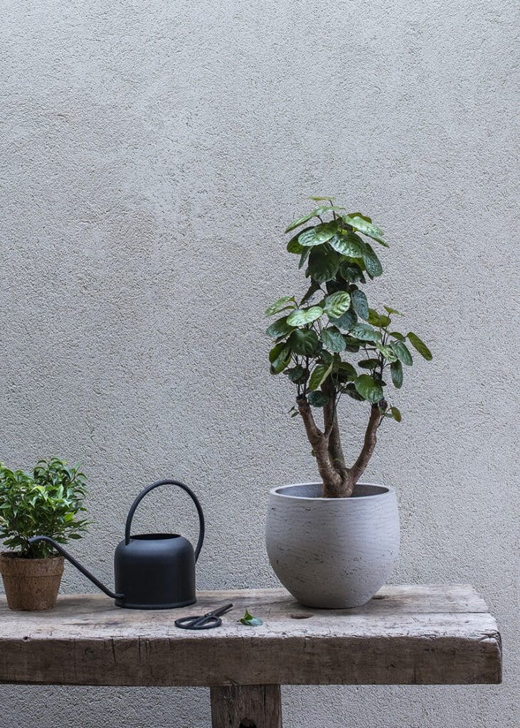 Planteria group