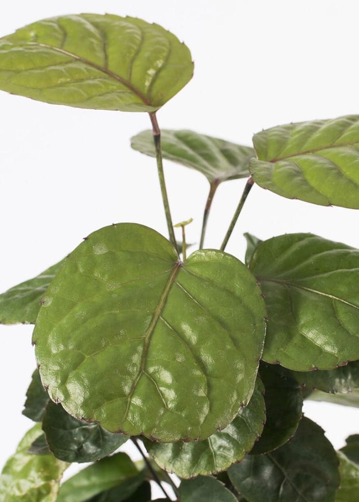 Planteria group
