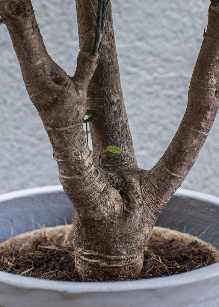 Planteria group