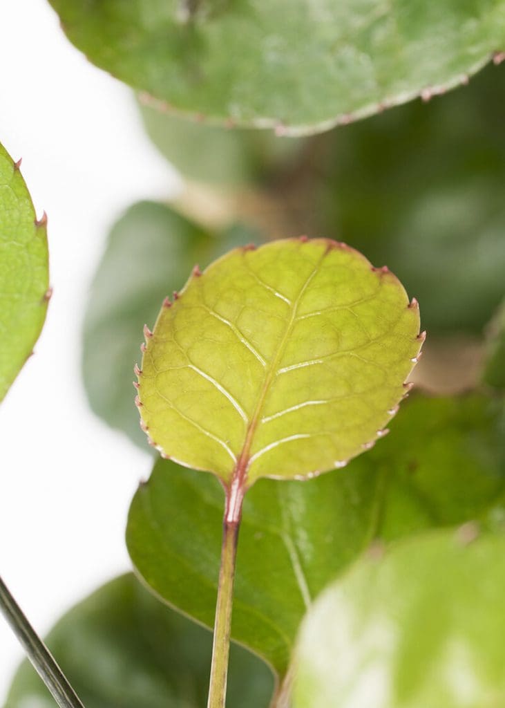 Planteria group