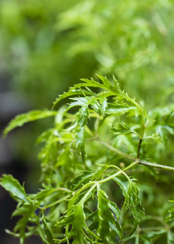 Planteria group