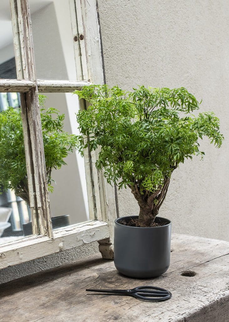 Planteria group