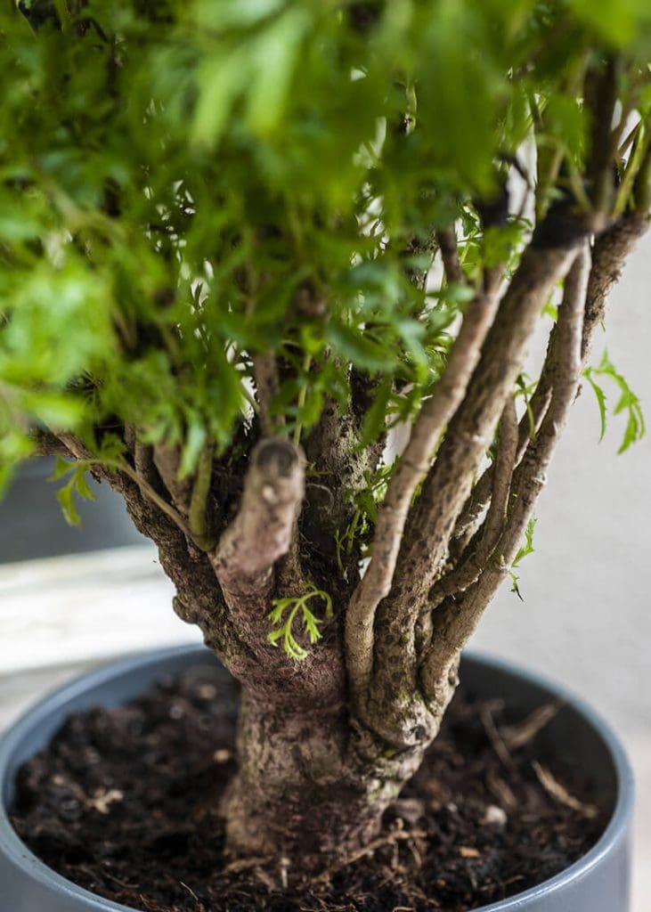 Planteria group