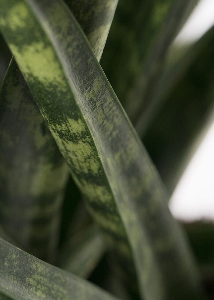 Planteria group