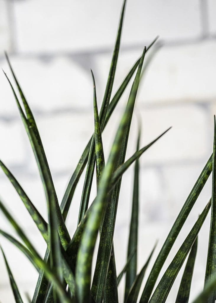 Planteria group