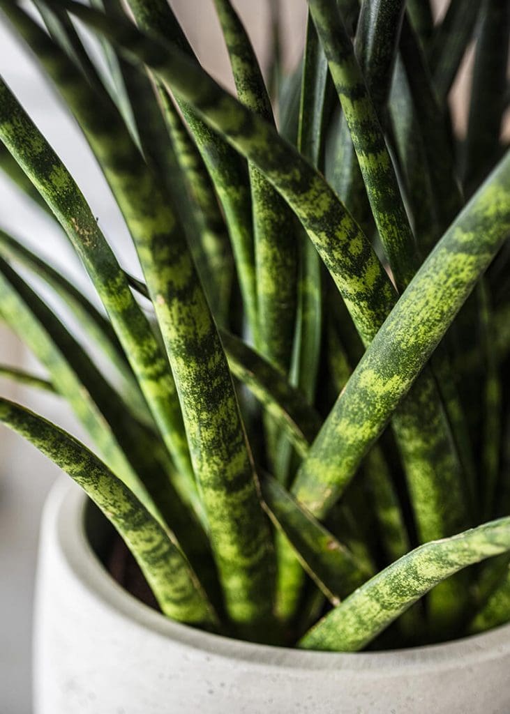 Planteria group