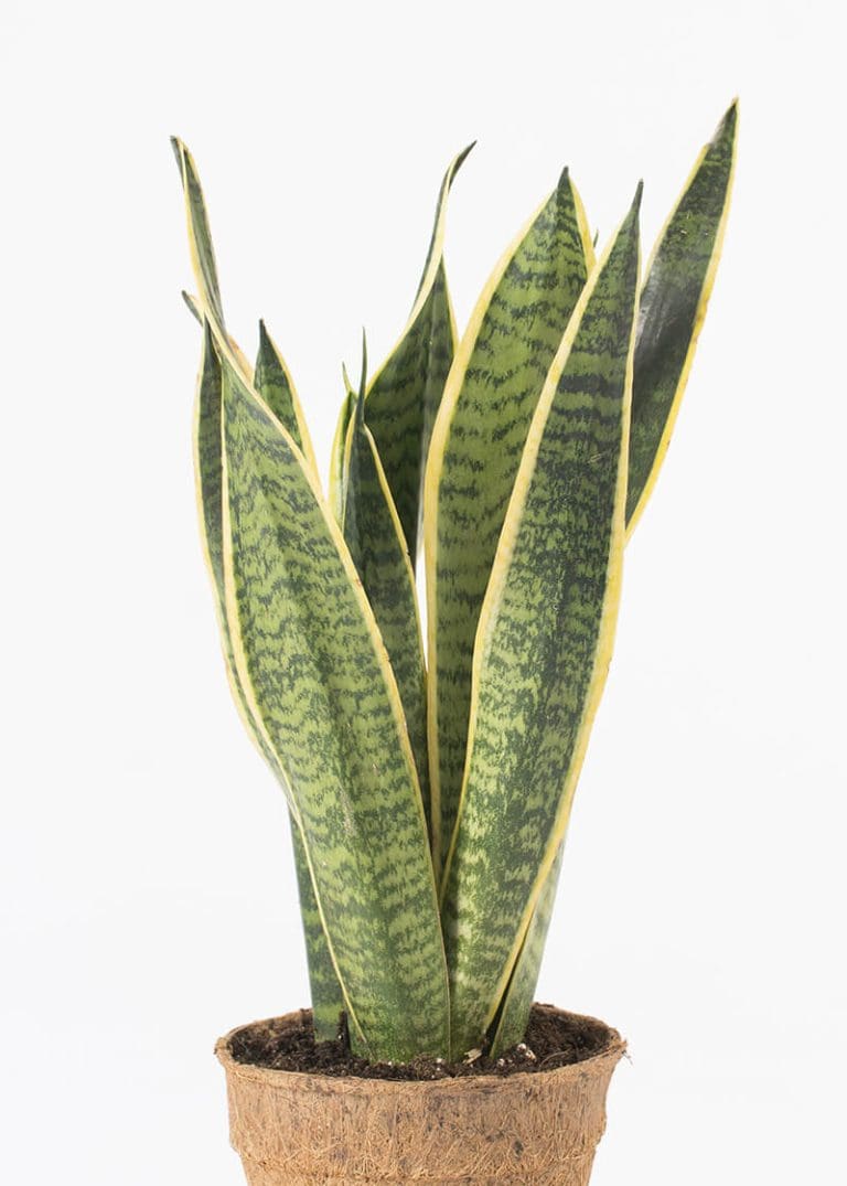 Planteria group
