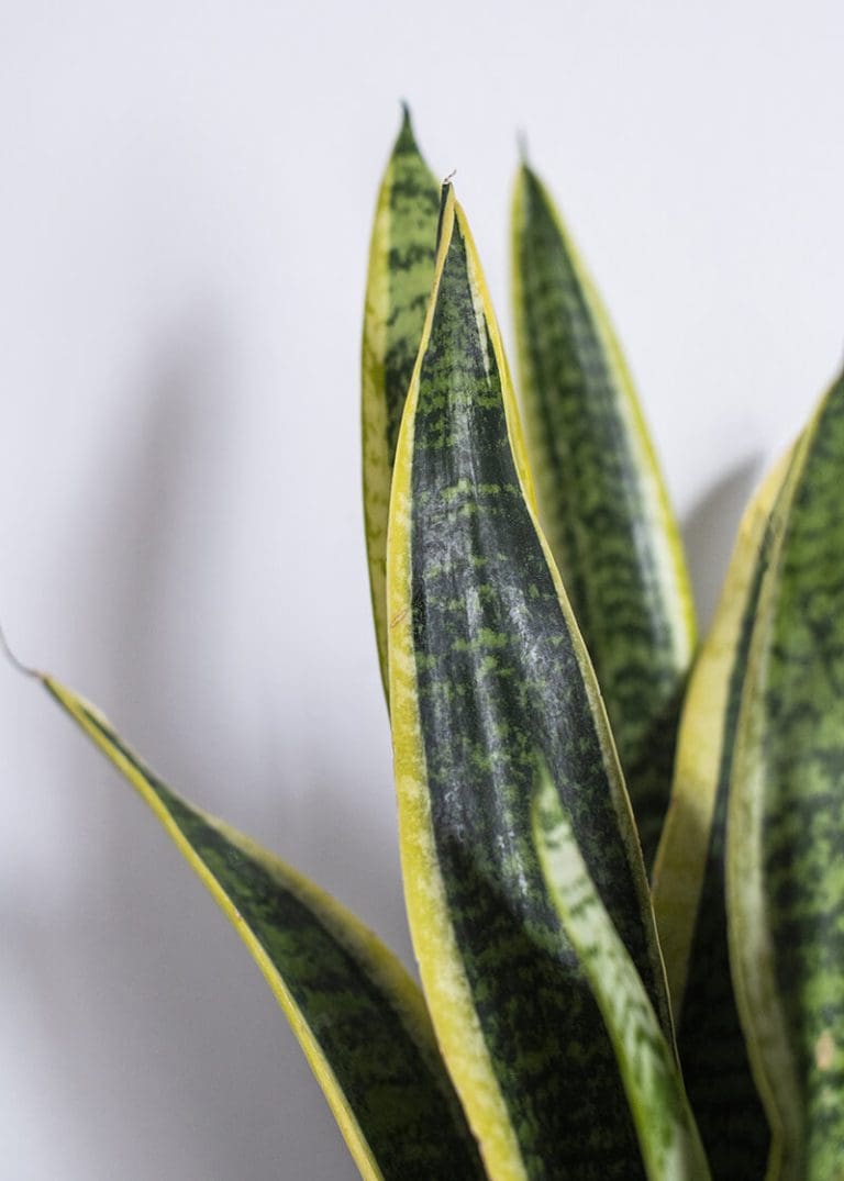 Planteria group