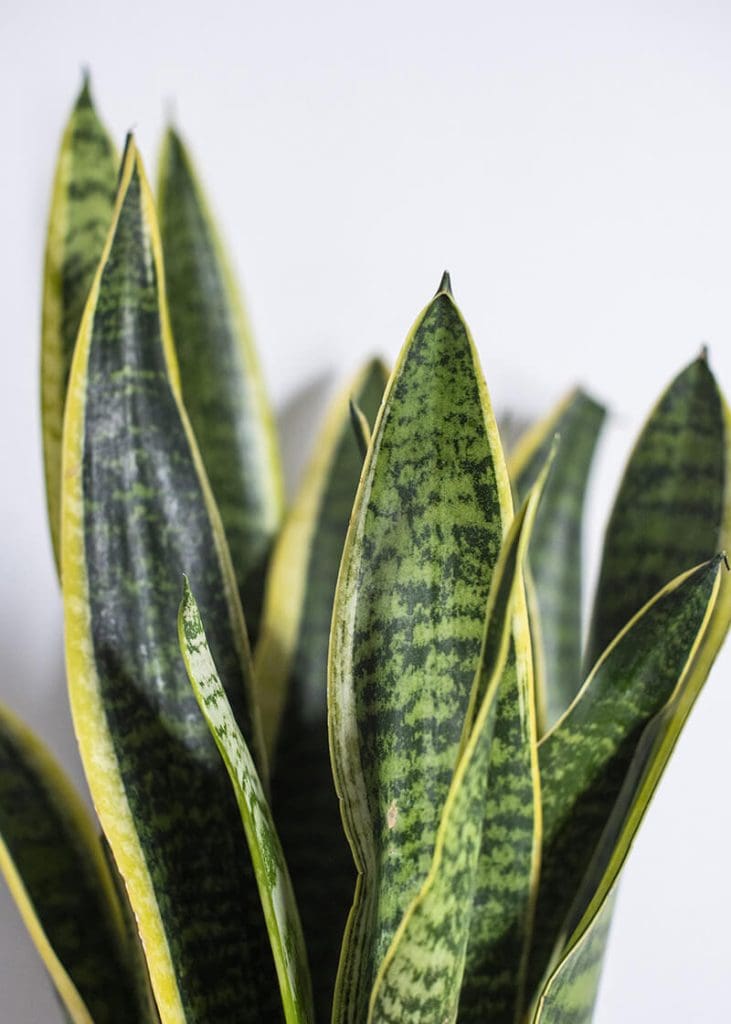 Planteria group