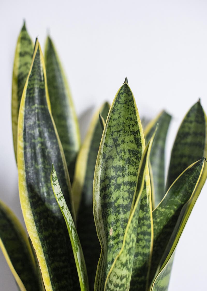 Sansevieria Trifasciata Snake Plant | Planteria Group
